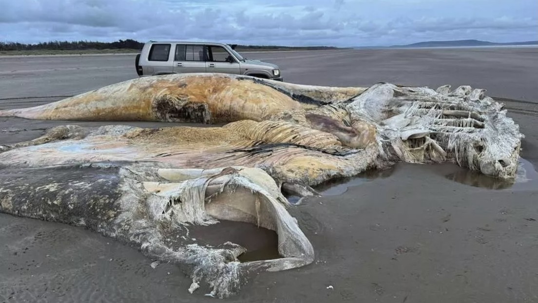 Expertos sugieren que la muerte podría estar vinculada a enfermedades o desnutrición por contaminación plástica en los mares.