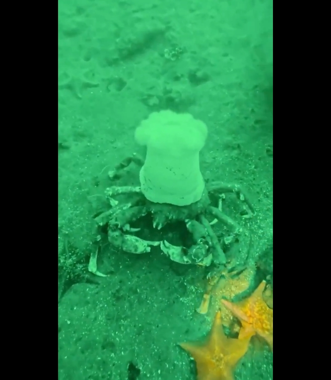 Un video viral muestra a un cangrejo portando una anémona en la cabeza, similar a un sombrero de cocinero, como estrategia de defensa.