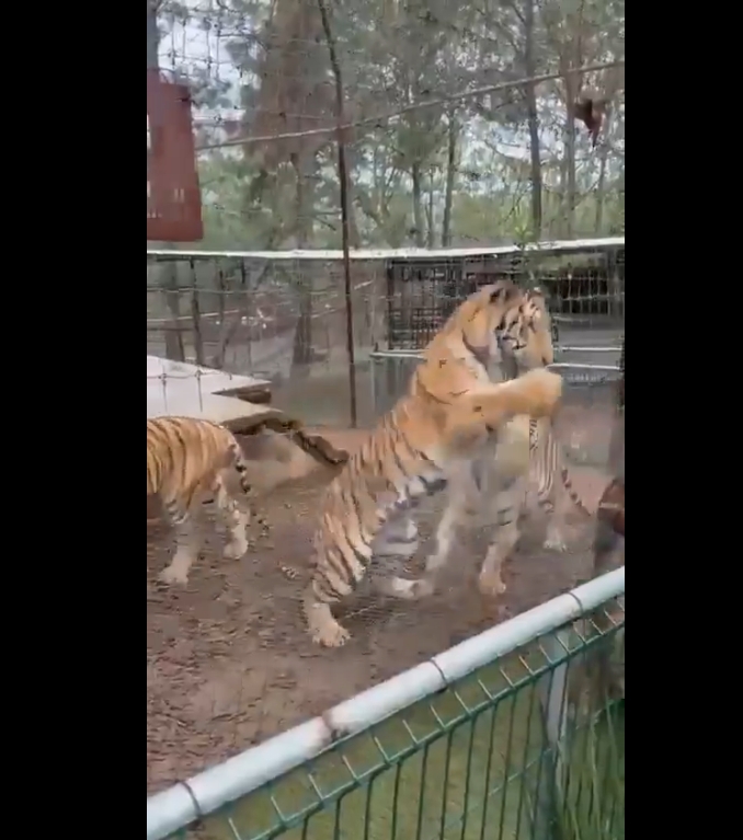 En Mazamitla, Jalisco, un tigre de Bengala sorprendió a una veterinaria al lanzarse sobre ella en un parque ecoturístico. El hecho quedó registrado en video y ambos resultaron ilesos.
