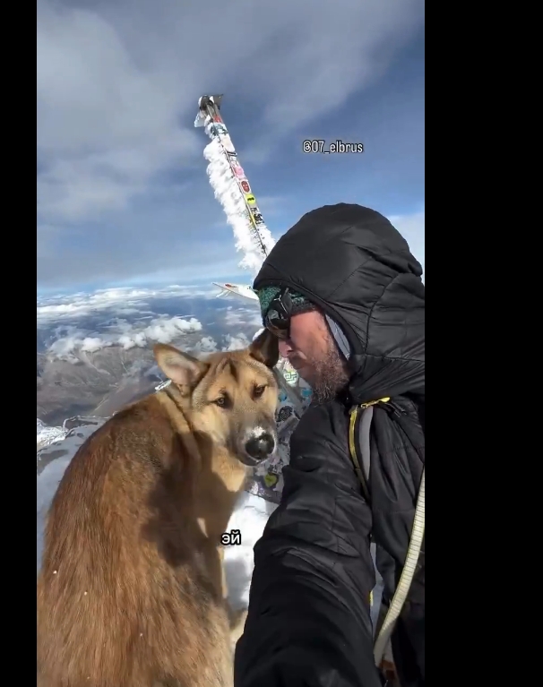 Un perro sin hogar acompaña a montañistas y alcanza la cumbre del Elbrús, la montaña más alta de Rusia, en una épica travesía nocturna.