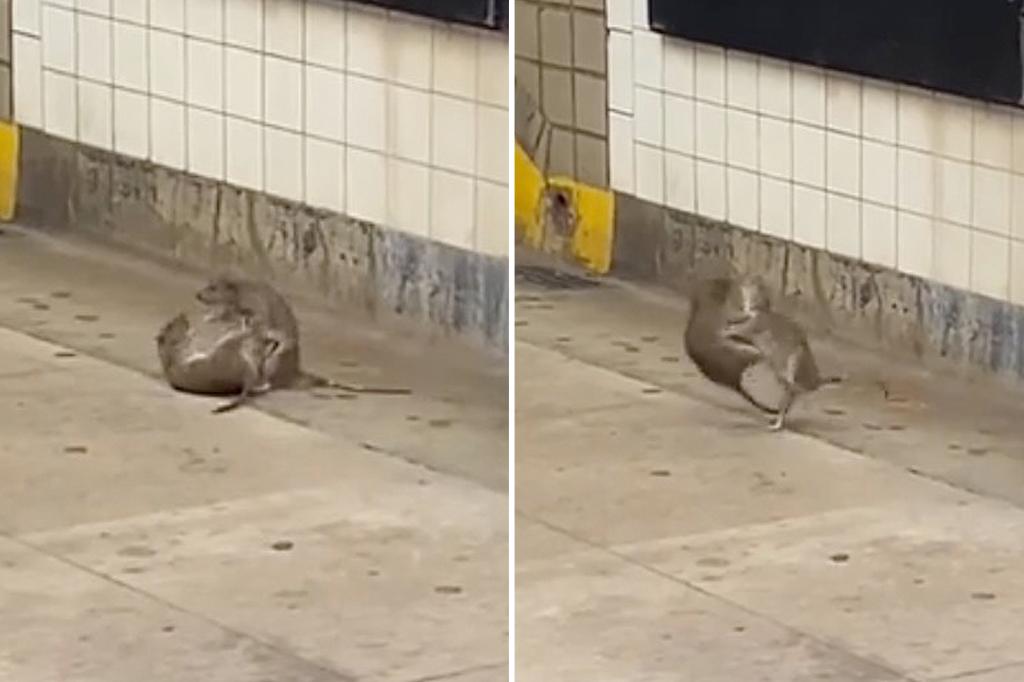 Un duelo entre dos ratas en un andén del metro de Nueva York se volvió viral tras ser difundido por el New York Post; pasajeros lo grabaron entre risas.