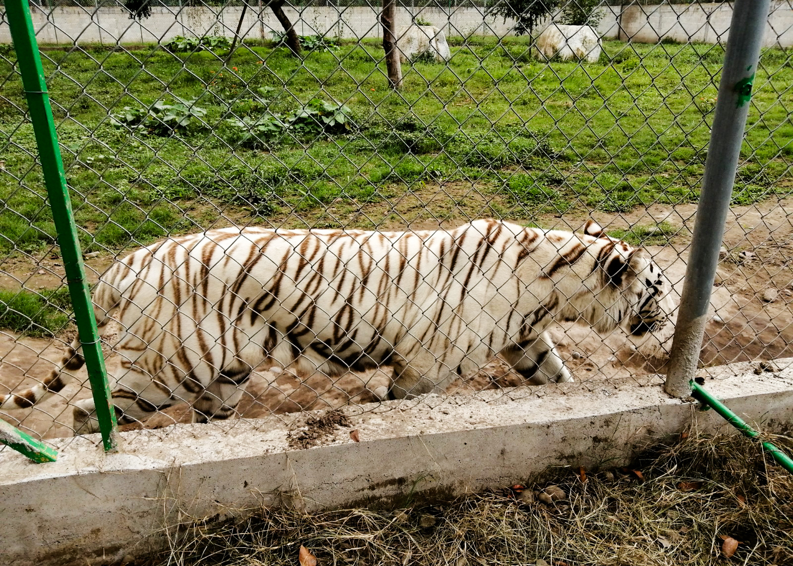 El alcalde Carlos Barragán pidió a la población mantenerse alerta tras el posible escape de un tigre del zoológico Animalia, afectado por las lluvias.