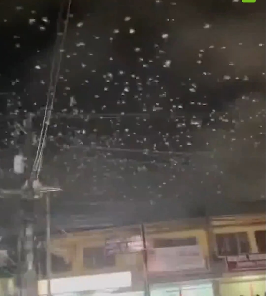 Durante un sismo de magnitud 7,4 en Filipinas, miles de pájaros abarrotaron el cielo, generando asombro y temor entre la población.