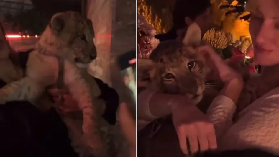 Un ciudadano turco, Sinan Tuna, ingresó un cachorro de león a una fiesta en Polanco; DJ aclara que no hubo trata ni tráfico ilegal de animales.