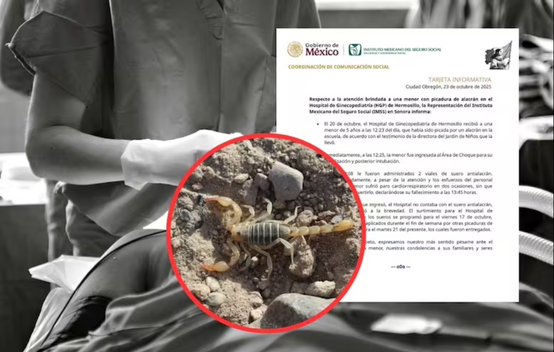 Una niña de 5 años falleció tras ser picada por un alacrán en su escuela en Hermosillo; el IMSS informó que no había suero antialacrán al momento de su ingreso.
