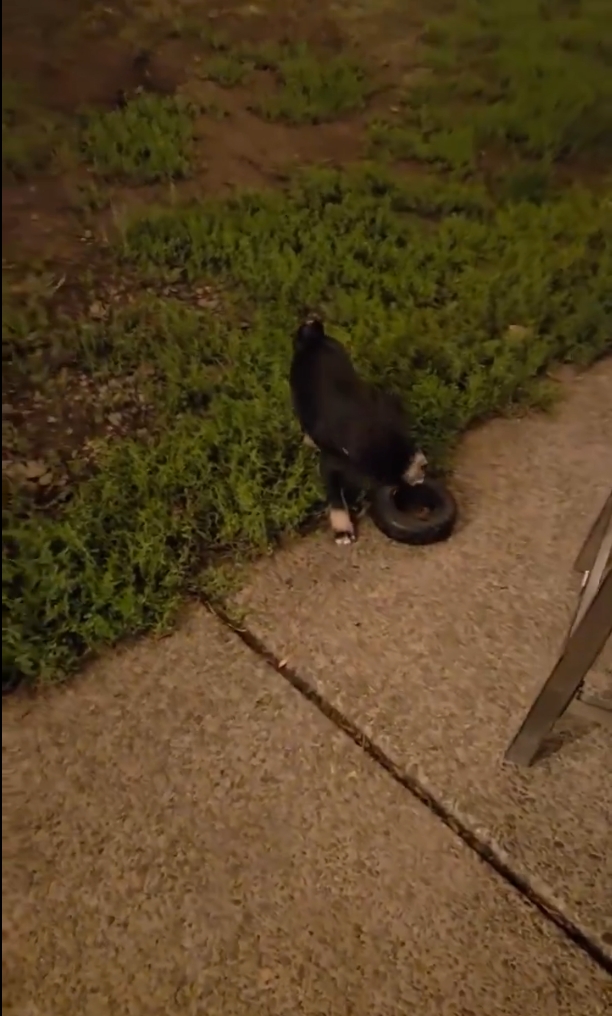 Un video muestra a dos Rottweilers jugando con llantas: uno cachorro tiene su propia llanta hecha a medida, y las imágenes se volvieron virales.