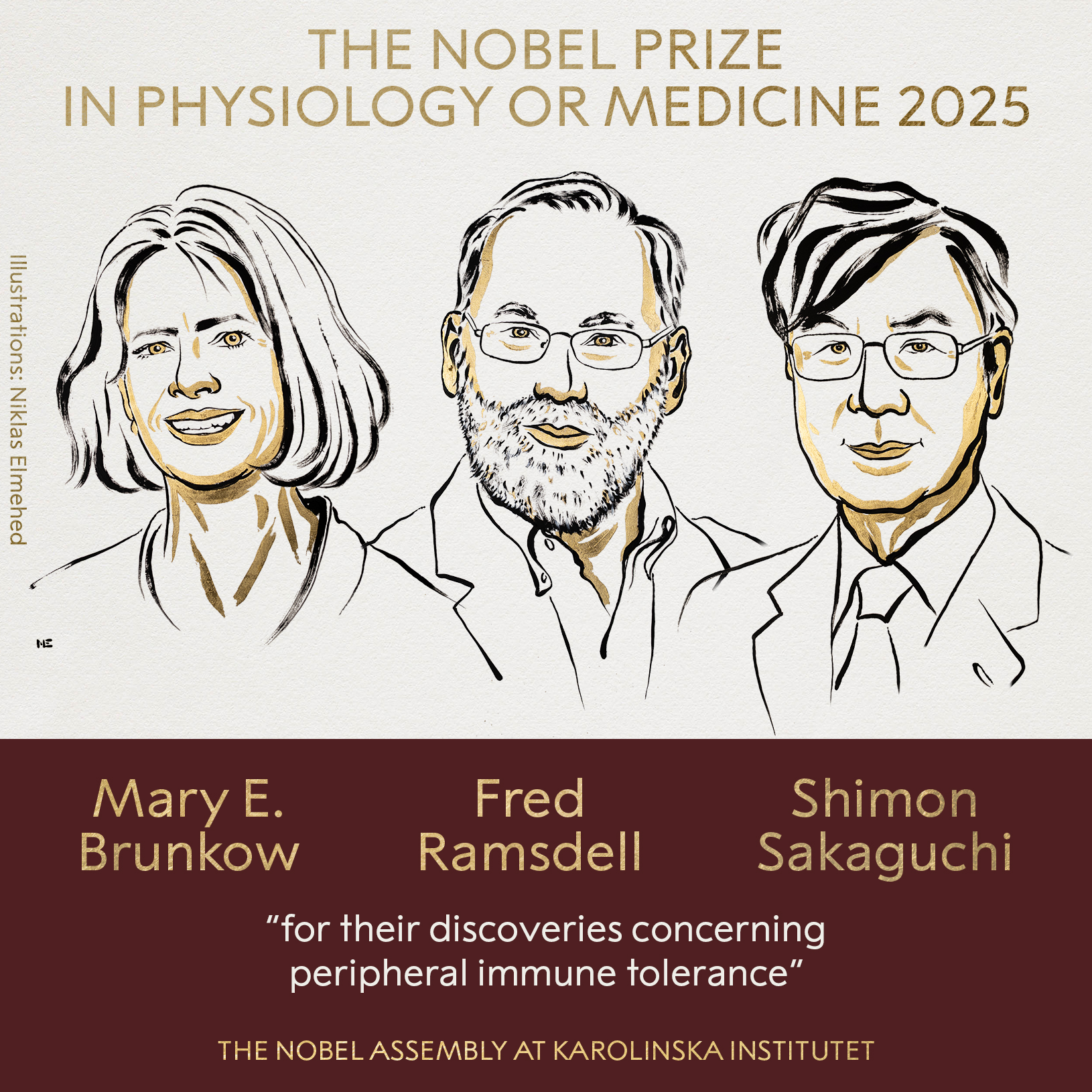 Nobel de Medicina 2025 premia avances en el sistema inmune