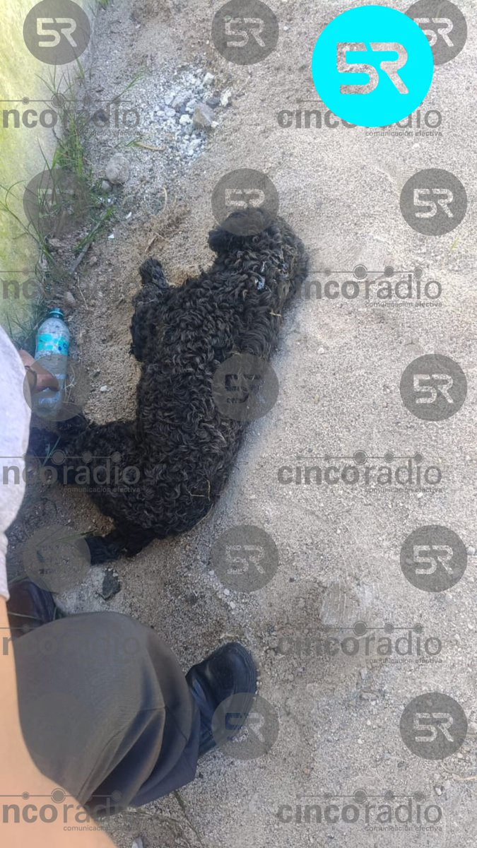 Vecinos de las calles Reforma y Cuauhtémoc alertan sobre el riesgo para animales y comunidad; exigen acción inmediata de autoridades.