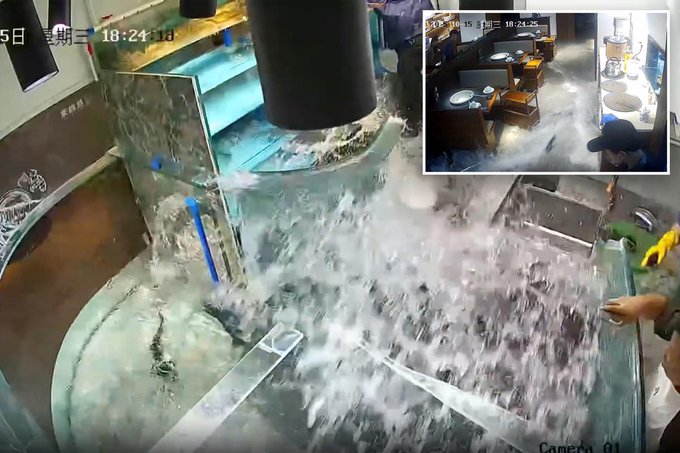 El incidente dejó daños menores en el mobiliario y movilizó al personal para rescatar a los peces, mientras el video se volvía viral en redes sociales.