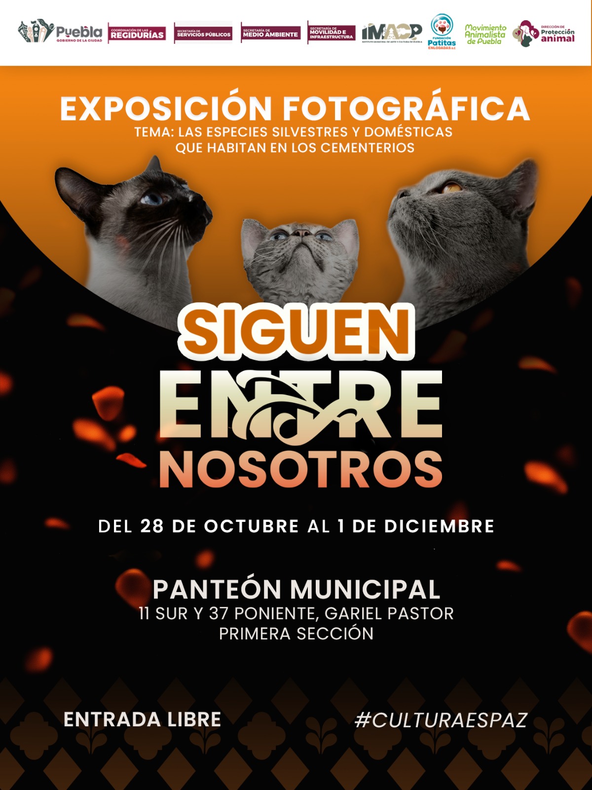 Del 28 de octubre al 1 de diciembre, el Panteón Municipal albergará una muestra sobre especies que habitan los cementerios. Entrada libre.