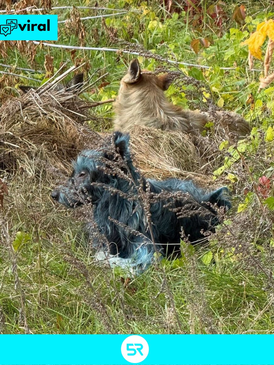 Tres perros de color azul fueron encontrados en Chernóbil; especialistas analizan si su tonalidad se debe a radiación o factores químicos.
