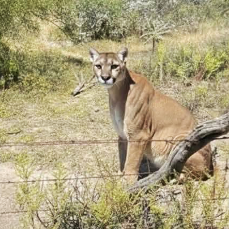 Un puma fue avistado en Benito Juárez, San Agustín Tlaxiaca; autoridades piden precaución y evitar caminar en la zona cercana a la ciudad.