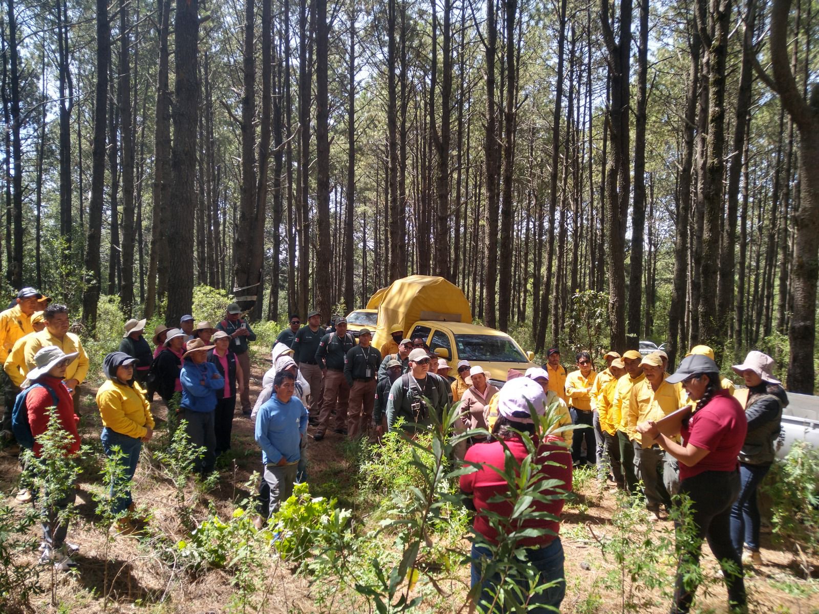 El gobierno estatal y CONAFOR fortalecen la reforestación del Parque Nacional La Malinche y aplican acciones para frenar la plaga del insecto descortezador.