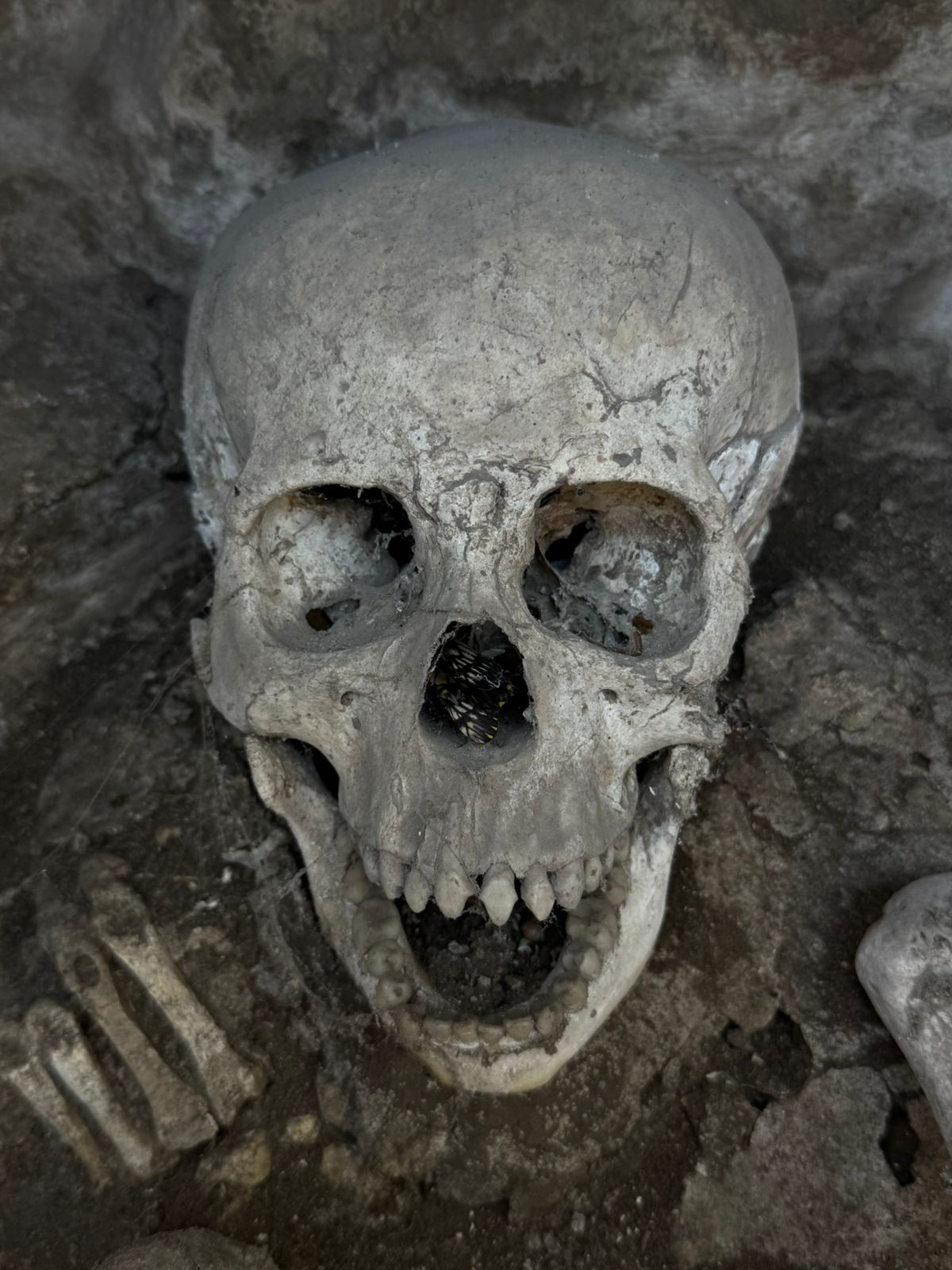 El contexto sugiere que el usuario desea una nota periodística sobre el evento, cumpliendo con las siguientes restricciones de longitud: Título (Titular): Máximo 60 caracteres. Meta/Subtítulo (Bajada): Máximo 150 caracteres. La nota anterior ya cumplía con el formato periodístico, pero se necesita ajustar la longitud del titular y el subtítulo. Análisis de longitud de la nota anterior: Título: "Reabren "Altar de Cráneos Esculpidos" en Cholula: Un Viaje Arqueológico a las Tradiciones Prehispánicas de la Muerte" (112 caracteres, excede). Subtítulo: "Zona Arqueológica de Cholula revela un espacio restringido por Día de Muertos y ofrece una conferencia sobre el culto ancestral a los difuntos." (137 caracteres, cumple). Procederé a reformular el titular para que cumpla con el límite de 60 caracteres, manteniendo el subtítulo ya logrado. 💀 INAH reabre Altar de Cráneos Esculpidos de Cholula por Día de Muertos 💀 (59 caracteres) La Zona Arqueológica revela un espacio restringido con vestigios de élite prehispánica. (137 caracteres) PUEBLA, PUEBLA.- Con motivo de la conmemoración del Día de Muertos, el Instituto Nacional de Antropología e Historia (INAH) abrirá al público el Altar de Cráneos Esculpidos en la Zona Arqueológica de Cholula, un espacio habitualmente restringido que resguarda vestigios prehispánicos únicos. La exhibición temporal estará disponible del 31 de octubre al 2 de noviembre de 2025, en un horario de 10:00 a 17:00 horas, con entrada libre y cupo limitado. El acceso a esta área especial será por la 14 Poniente, al costado izquierdo de la entrada del túnel de la Gran Pirámide. El altar, descubierto entre 1935 y 1936, es una ventana arqueológica que muestra esculturas de huesos y cráneos modelados en barro y recubiertos con estuco. En su interior reposan los esqueletos de dos individuos, un hombre y una mujer, con ofrendas asociadas a su género y una posible distinción social. Como complemento, el 31 de octubre a las 11:30 horas, se ofrecerá la conferencia "Los ancestros en la vida diaria: acercándonos a la experiencia de los pobladores prehispánicos de Cholula", a cargo de las investigadoras María Amparo Robles Salmerón y Martha Adriana Sáenz Serdio, en el Museo Regional de Cholula.