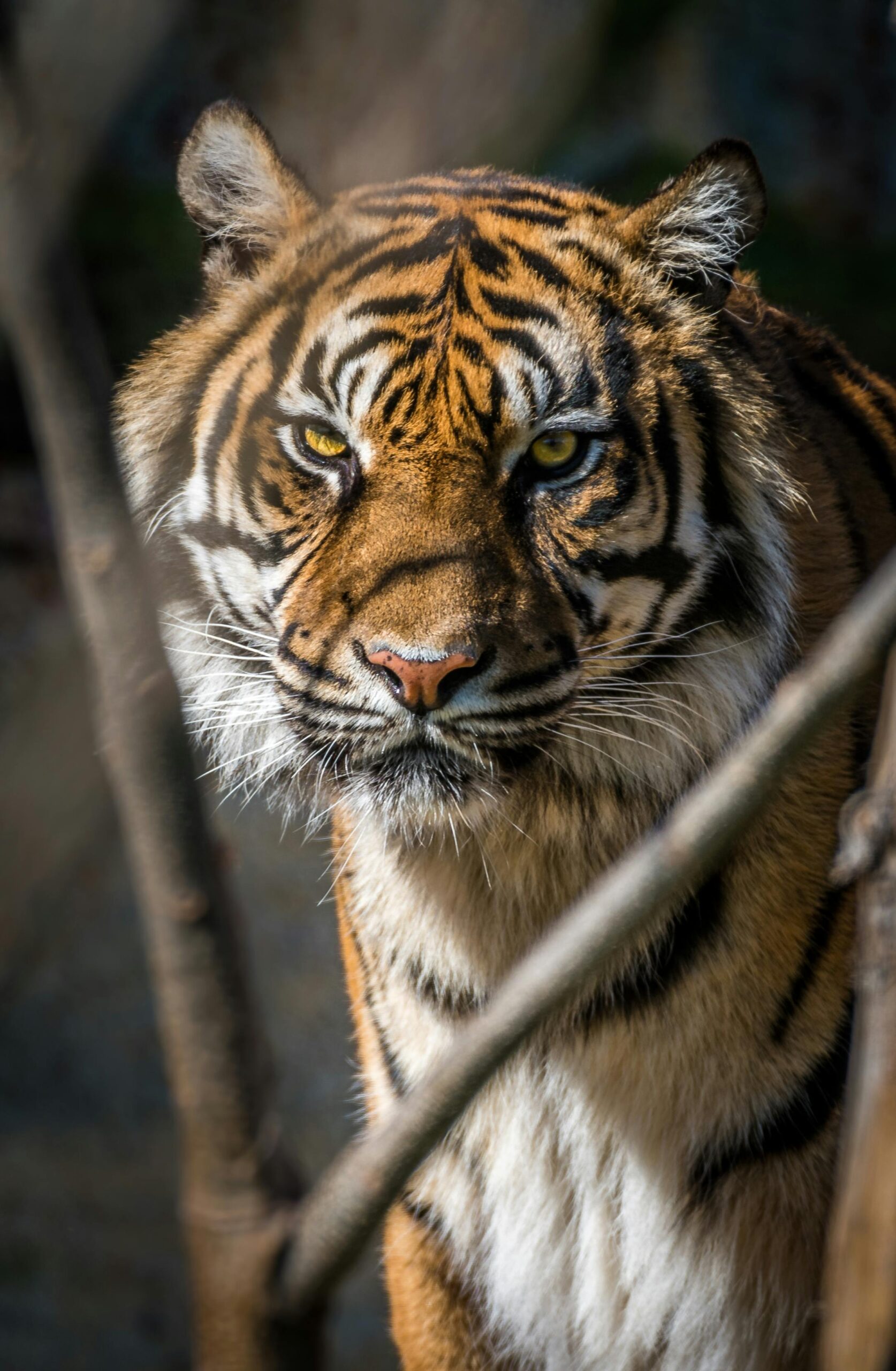El alcalde Carlos Barragán pidió a la población mantenerse alerta tras el posible escape de un tigre del zoológico Animalia, afectado por las lluvias.