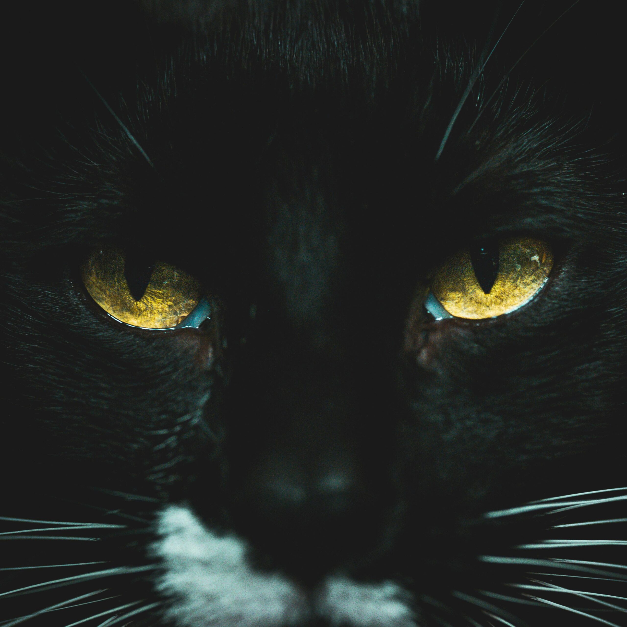 La medida busca prevenir adopciones impulsivas y proteger a los felinos que suelen ser asociados con supersticiones durante estas fechas.