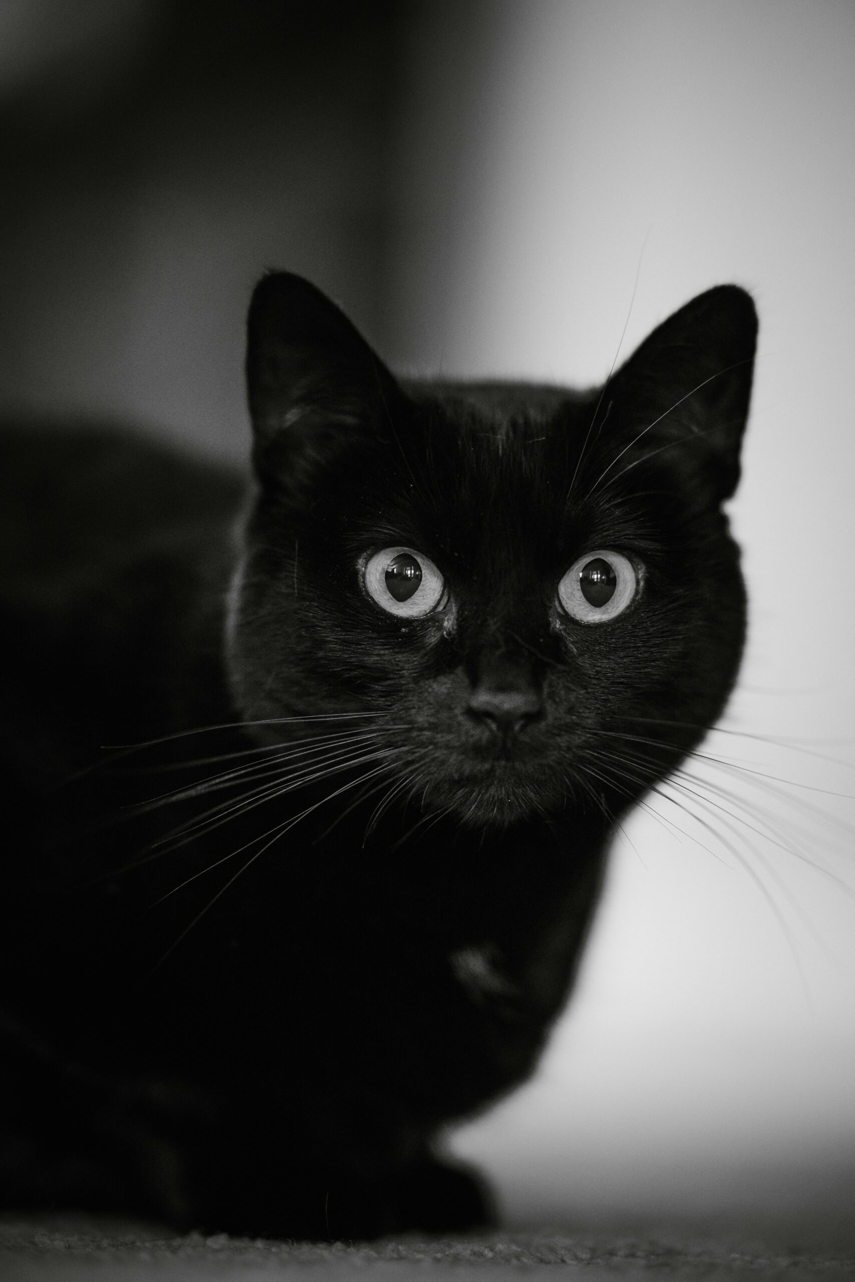 Asociaciones en Puebla recomiendan no dar en adopción gatos negros y blancos durante octubre y noviembre por riesgo de rituales.