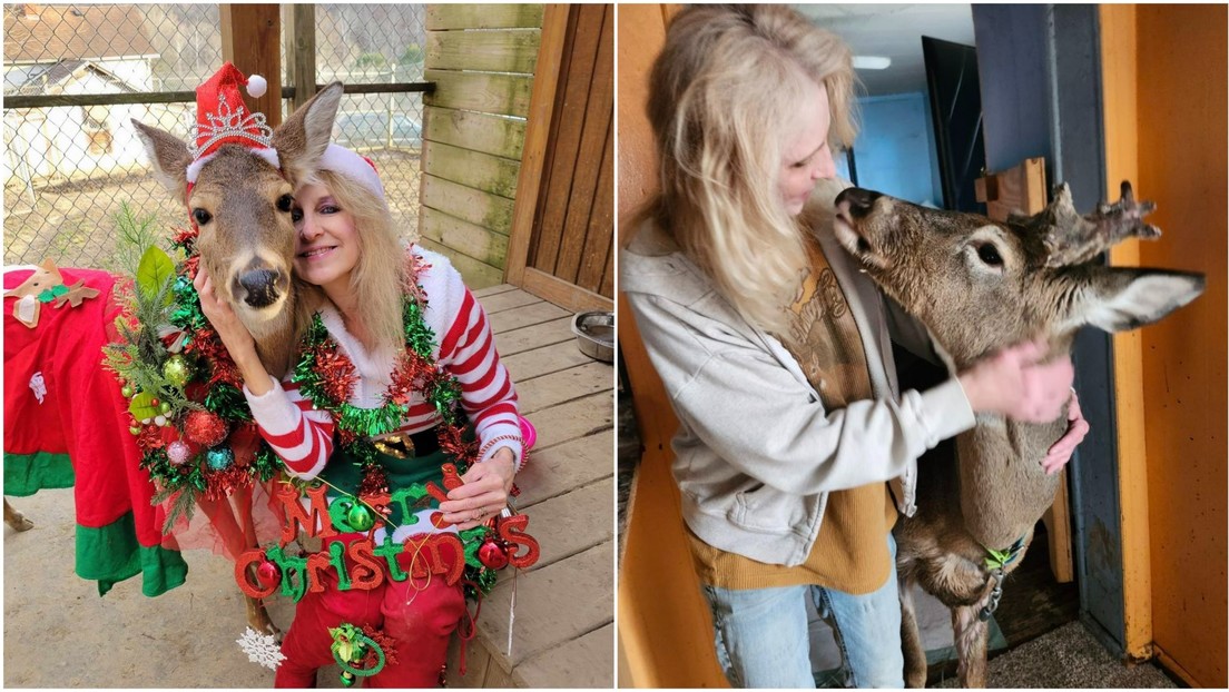 Una mujer de Ohio murió tras ser atacada por un ciervo que había rescatado y rehabilitado por 12 años. Autoridades investigan la legalidad de su tenencia.