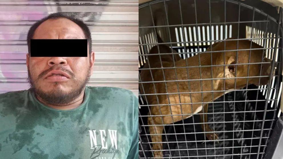 El veterinario José Olaf Navarrete denunció abuso sexual contra una perrita en Cancún. El agresor fue detenido y la víctima rescatada.
