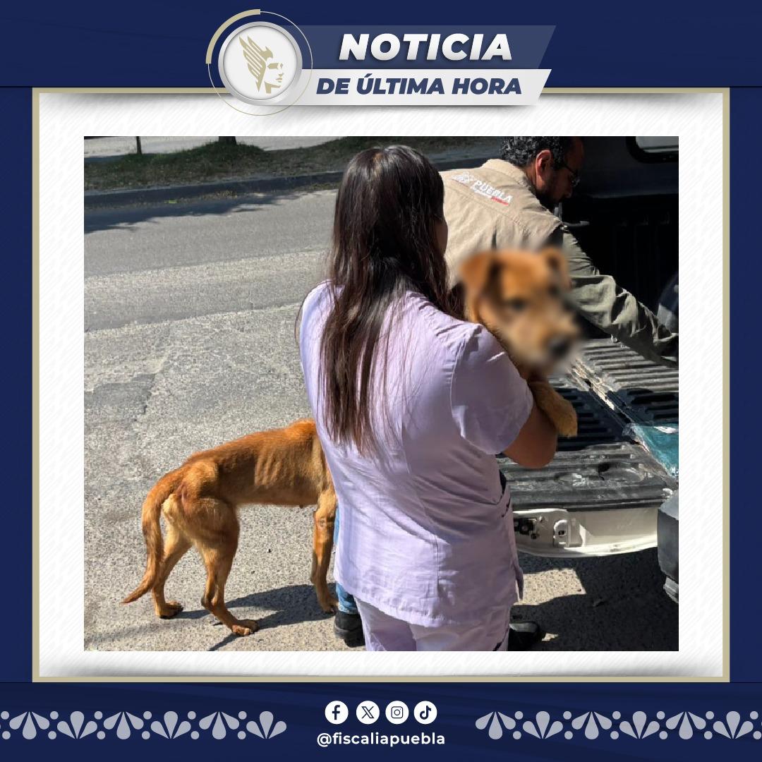 Asaltan Coppel de Ajalpan: ladrón armado roba 20 mil pesos y huye a pie