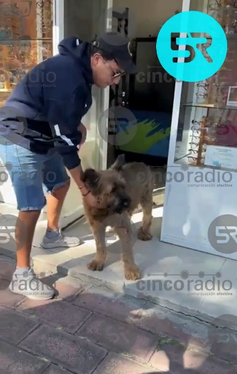 Vecinos reportaron que la perrita fue agredida en la 22 Sur y trasladada a Auxibel; personas solidarias le brindan refugio temporal.