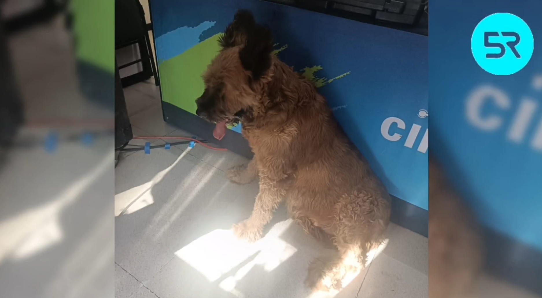 Redescucha rescata a perrita herida tras escuchar reporte en Cinco Radio