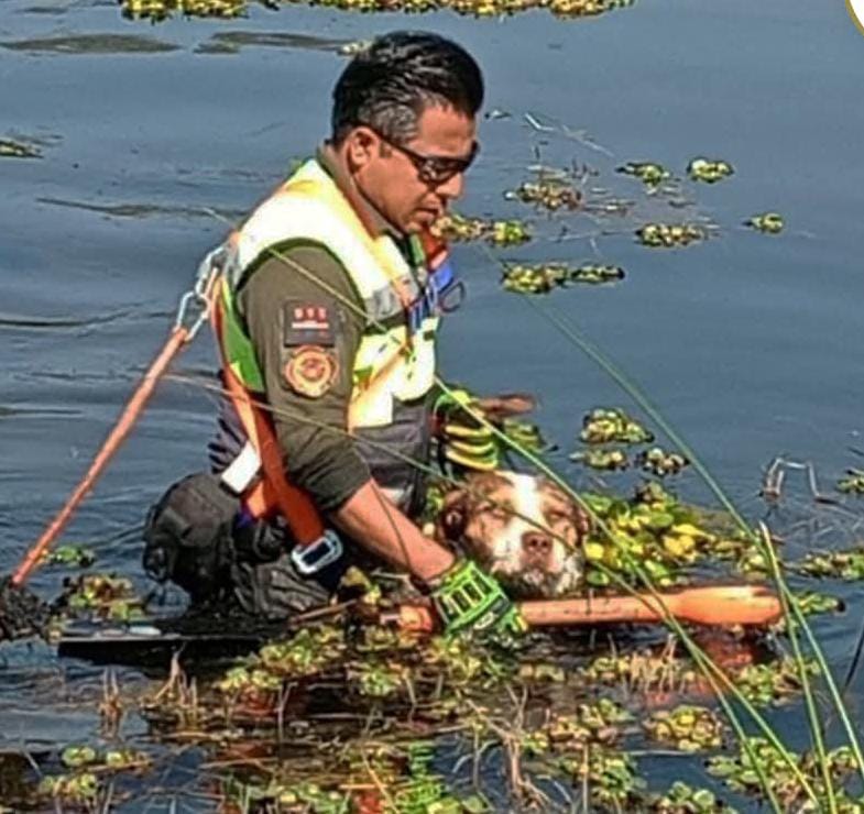 Un perrito fue salvado tras quedar atrapado en los lirios de la presa de Acomulco; Protección Civil actuó gracias al reporte ciudadano y ya es atendido.