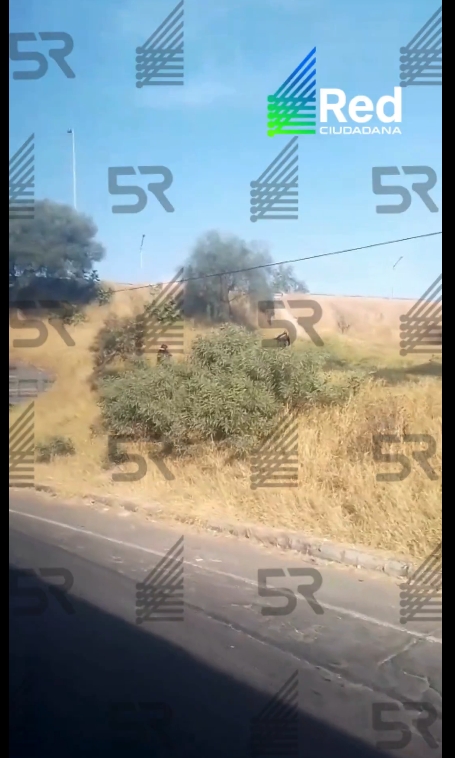 Autoridades detuvieron a un sospechoso tras una persecución en la lateral de la autopista; otros presuntos implicados huyeron.