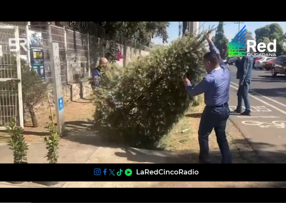 Habilitan centros para reciclar árboles de Navidad en Puebla