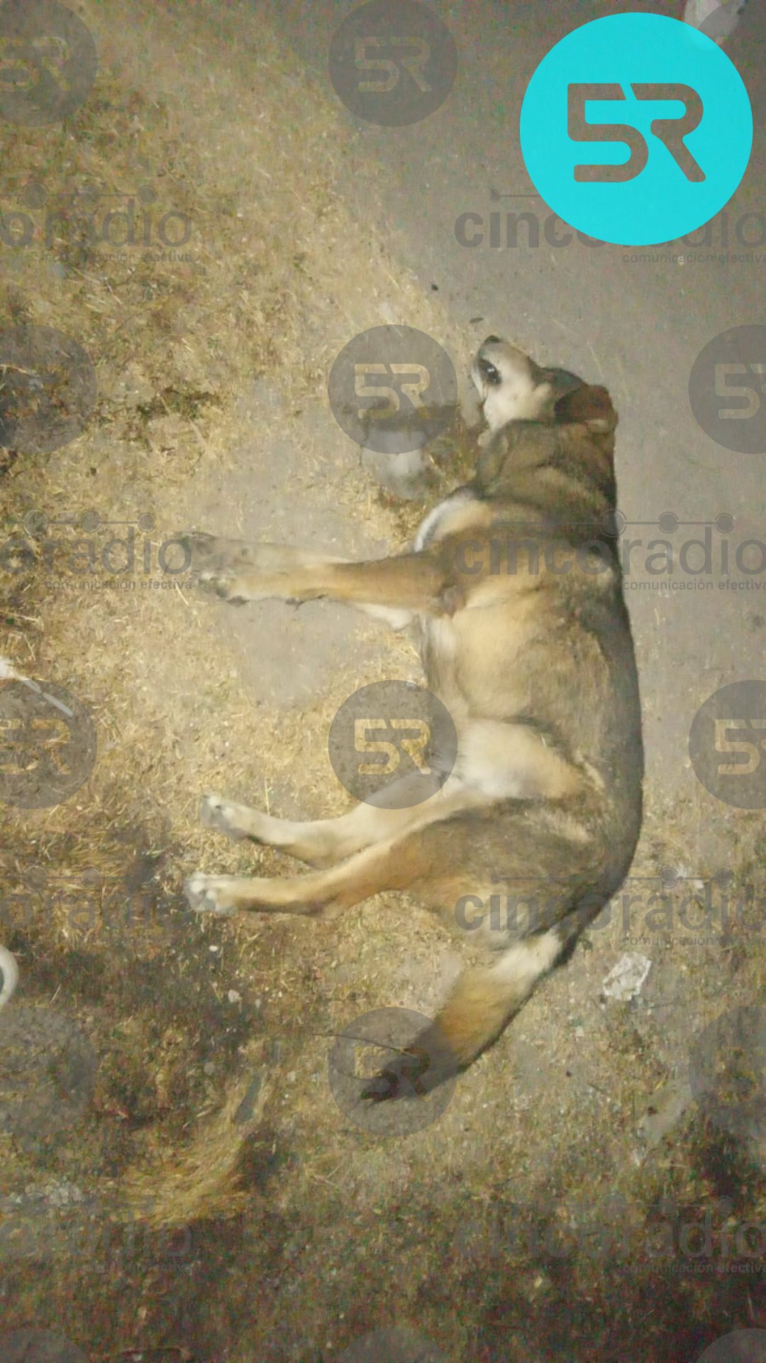 Vecinos denunciaron el envenenamiento de varios perros en la colonia Santa Lucía; autoridades ya investigan los hechos.