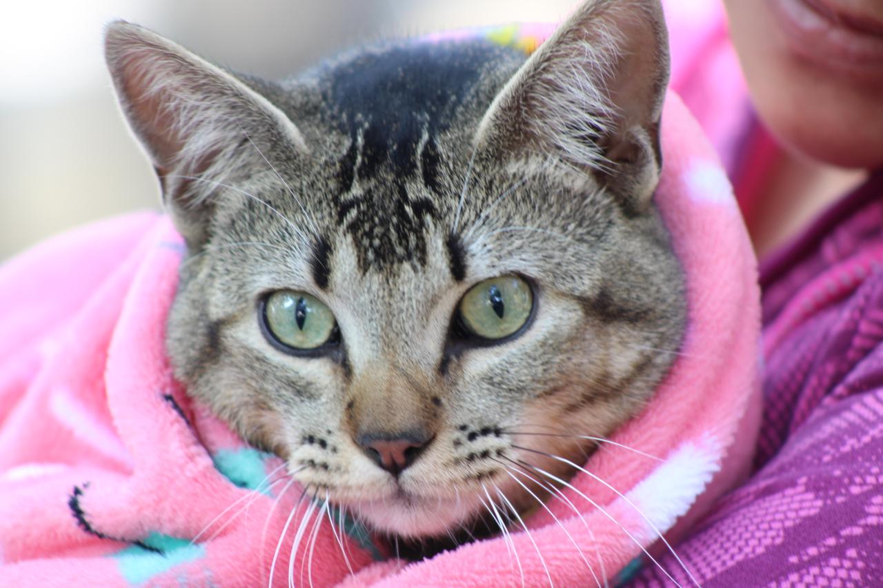 Emiten recomendaciones para proteger a mascotas ante la temporada de frío