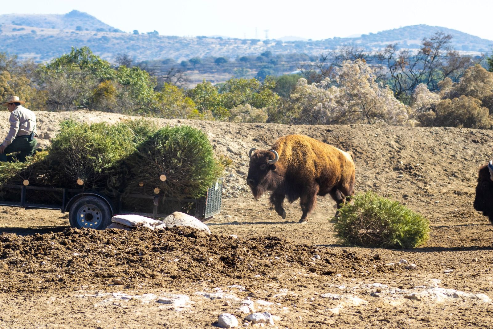 Gobierno de la Ciudad y Africam Safari lanzan campaña para reciclar árboles de Navidad del 6 de enero al 15 de febrero en Puebla.