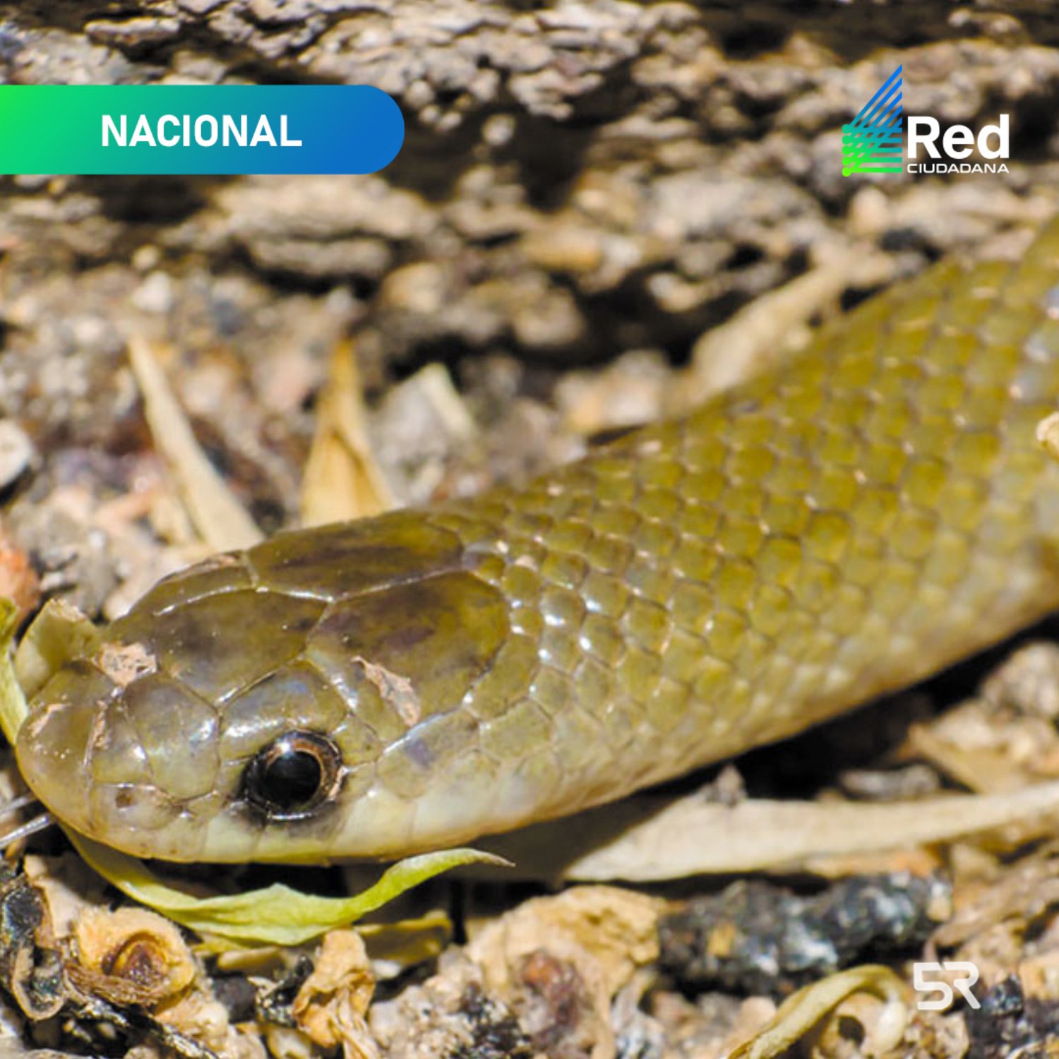 La serpiente subterránea fue localizada por científicos de la UNAM, BUAP y la Universidad de Texas; solo existen tres ejemplares registrados.